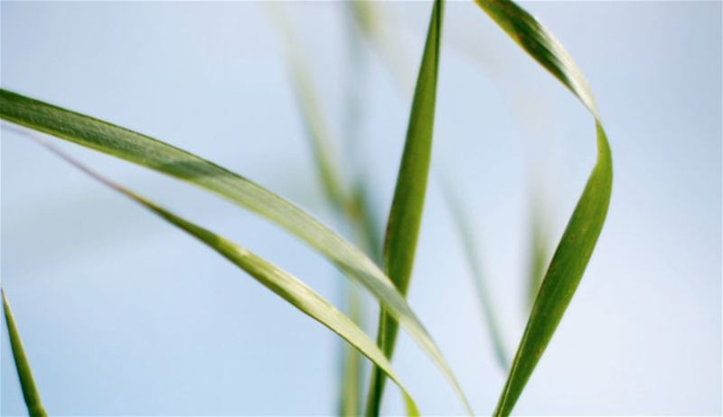 Klippo Pro 21 SH Cortacéspedes