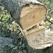 Husqvarna 530IPX Motosierra de Poda Husqvarna 530IPX Motosierra de Poda