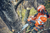Husqvarna 560 XPG Mark II Motosierra Husqvarna 560 XPG Mark II Motosierra